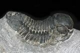 Bargain Gerastos Trilobite Fossil #27931-2